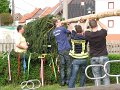 maibaum (3)